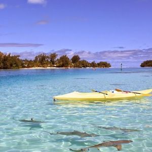 Meet your Posher, Ani